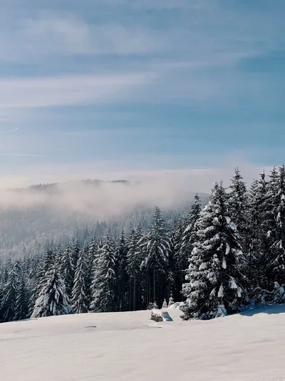 Snow-covered fir trees in the Black Forest above a sea of fog