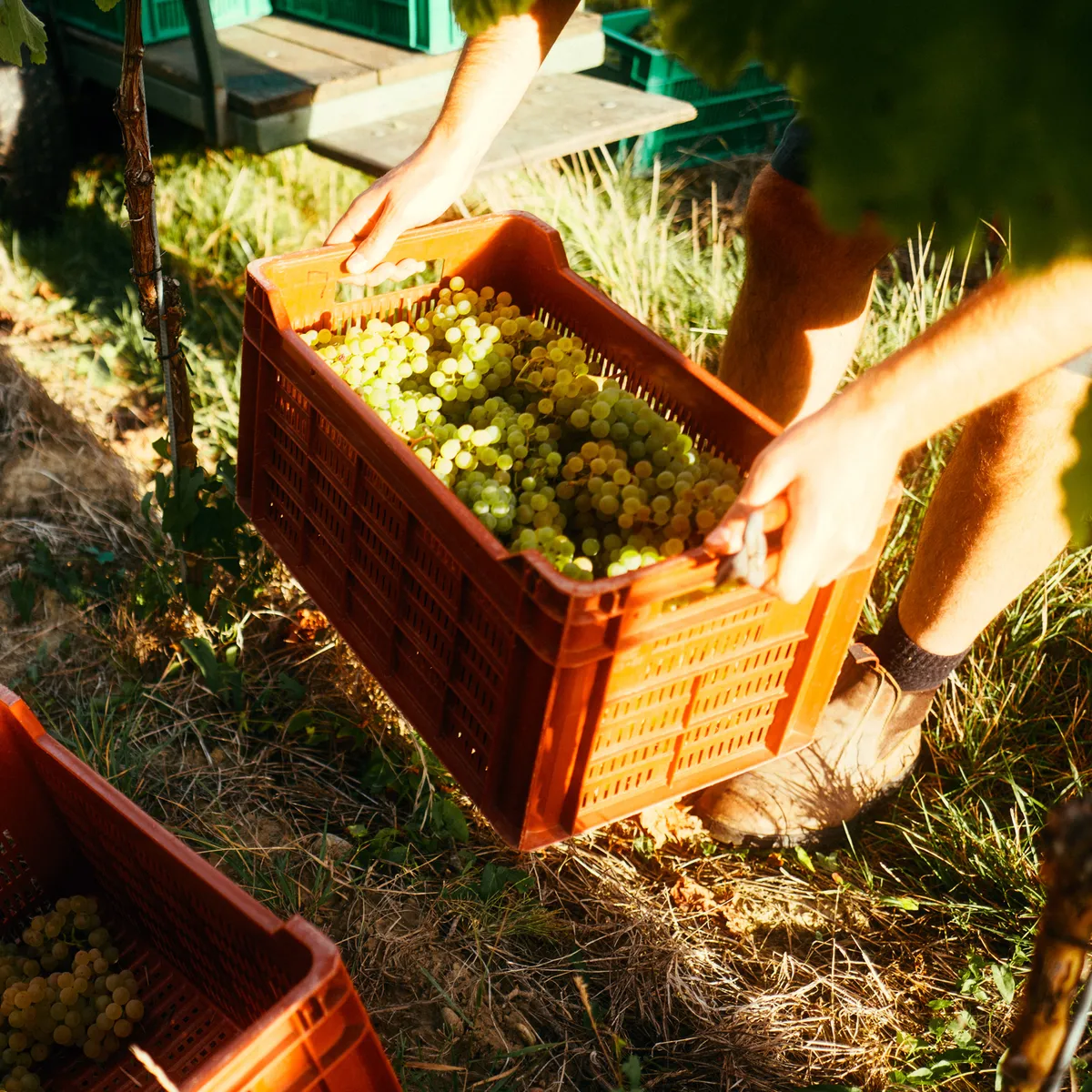 Grape harvest: hands lifting a crate full of white grapes