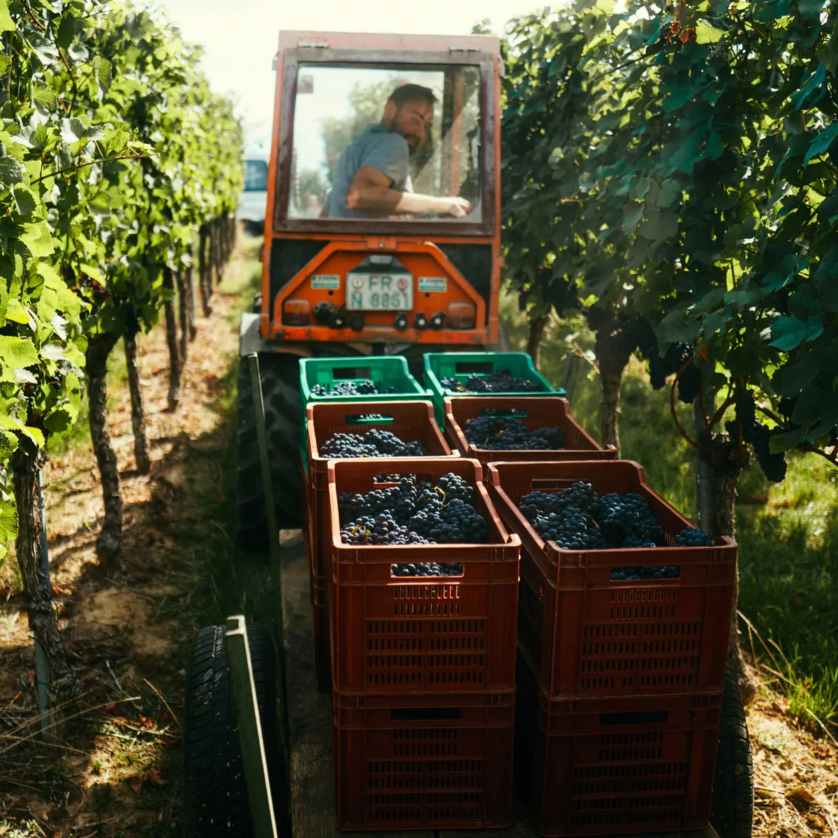 Tractor with red harvest crates driving between the vine rows