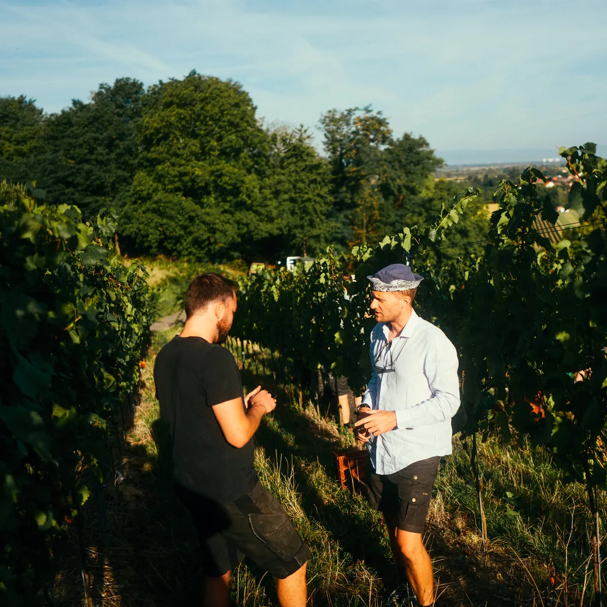 Two men talking between the vine rows