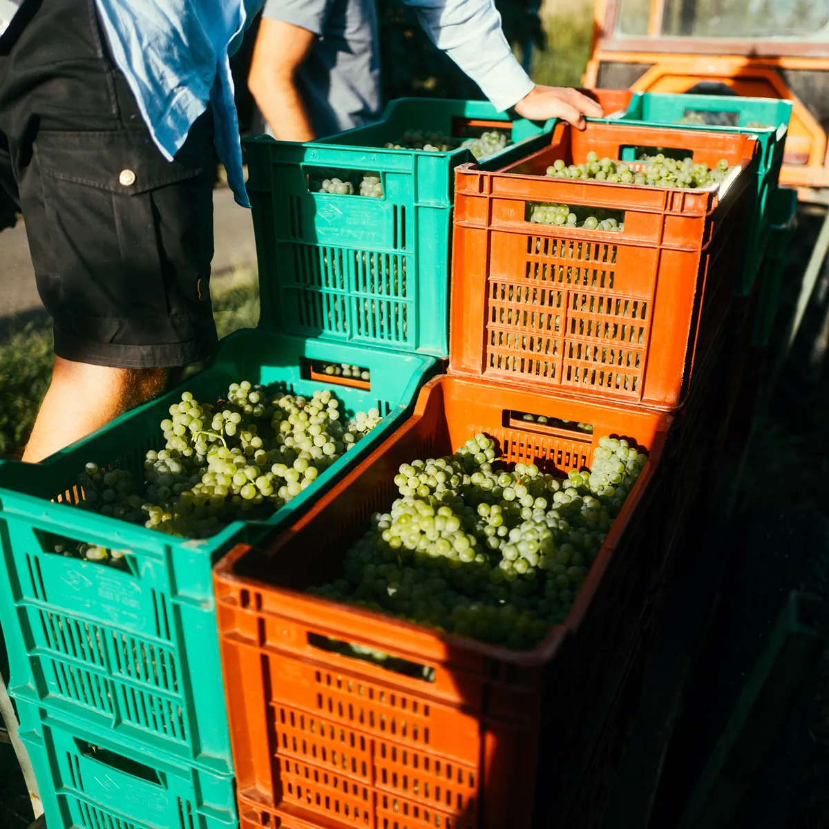 Harvest helpers with crates full of white grapes