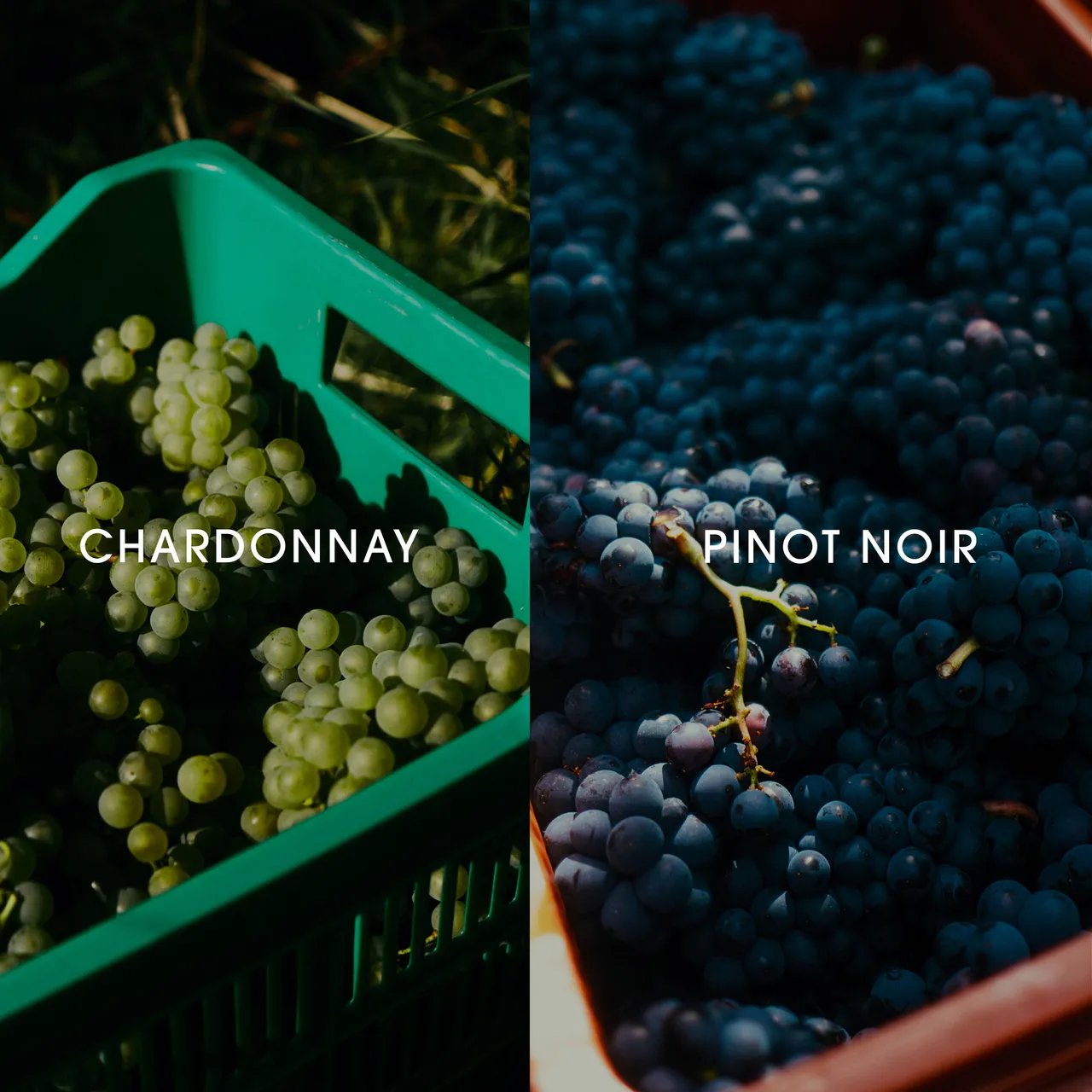 Chardonnay and Pinot Noir grapes in harvest crates