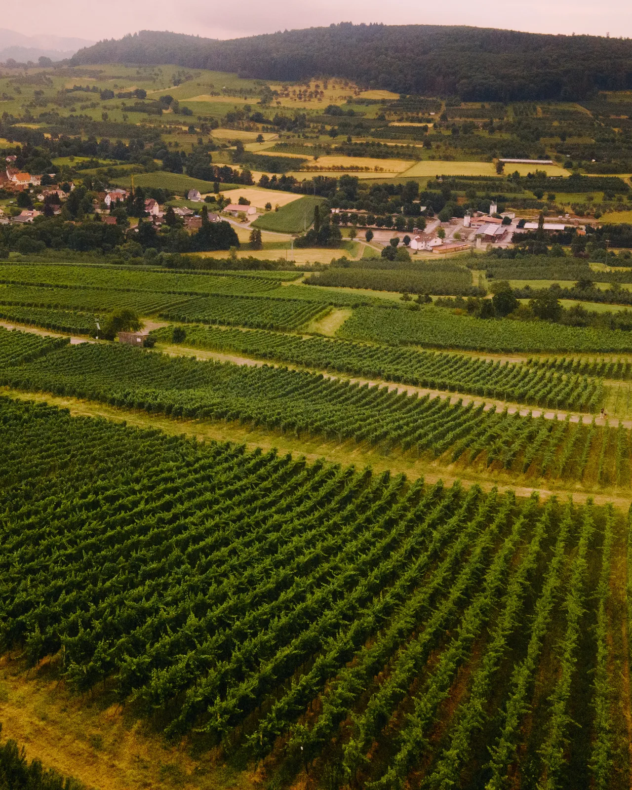 Wide vineyards with a village in the background