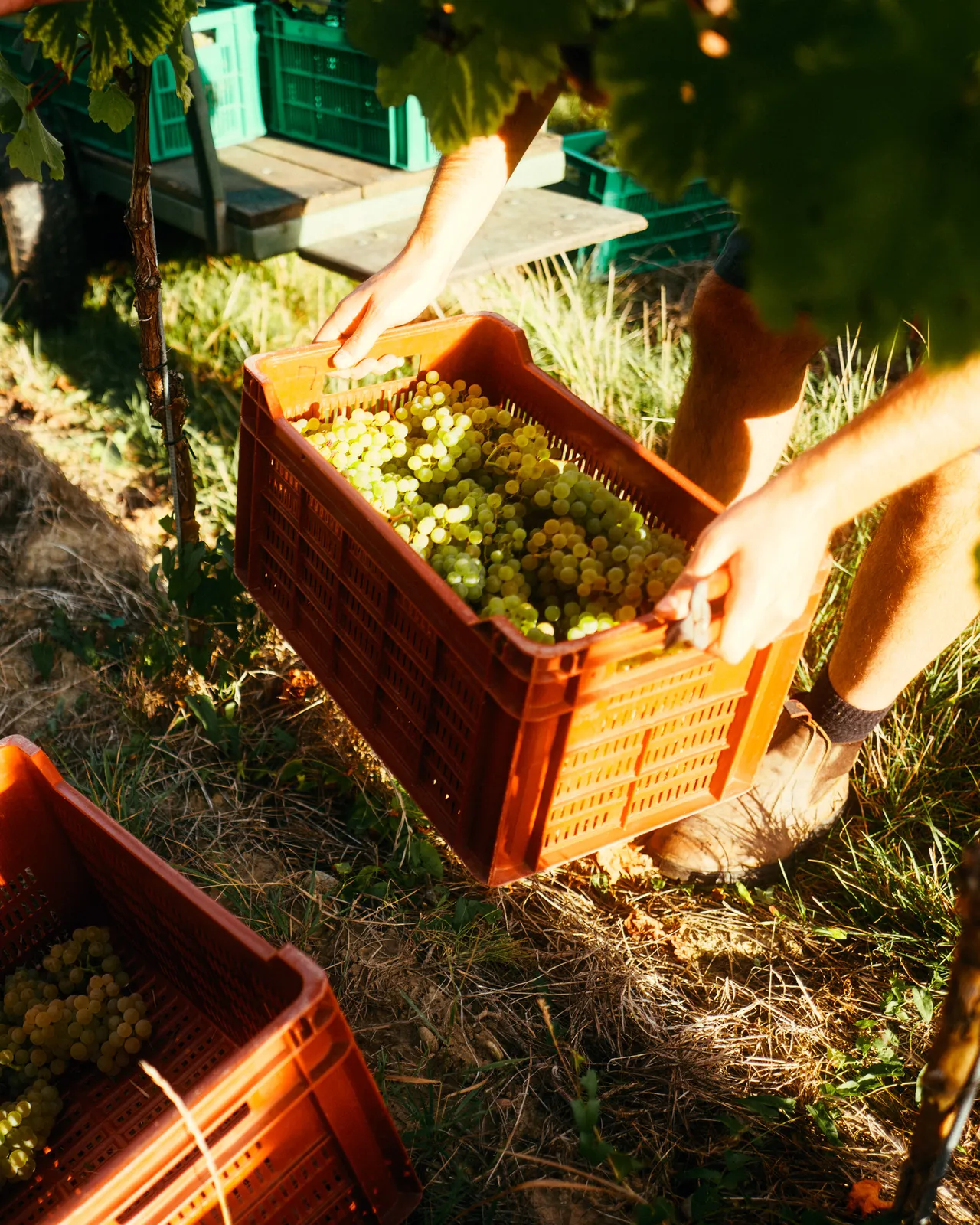 Grape harvest: hands lifting a crate full of white grapes