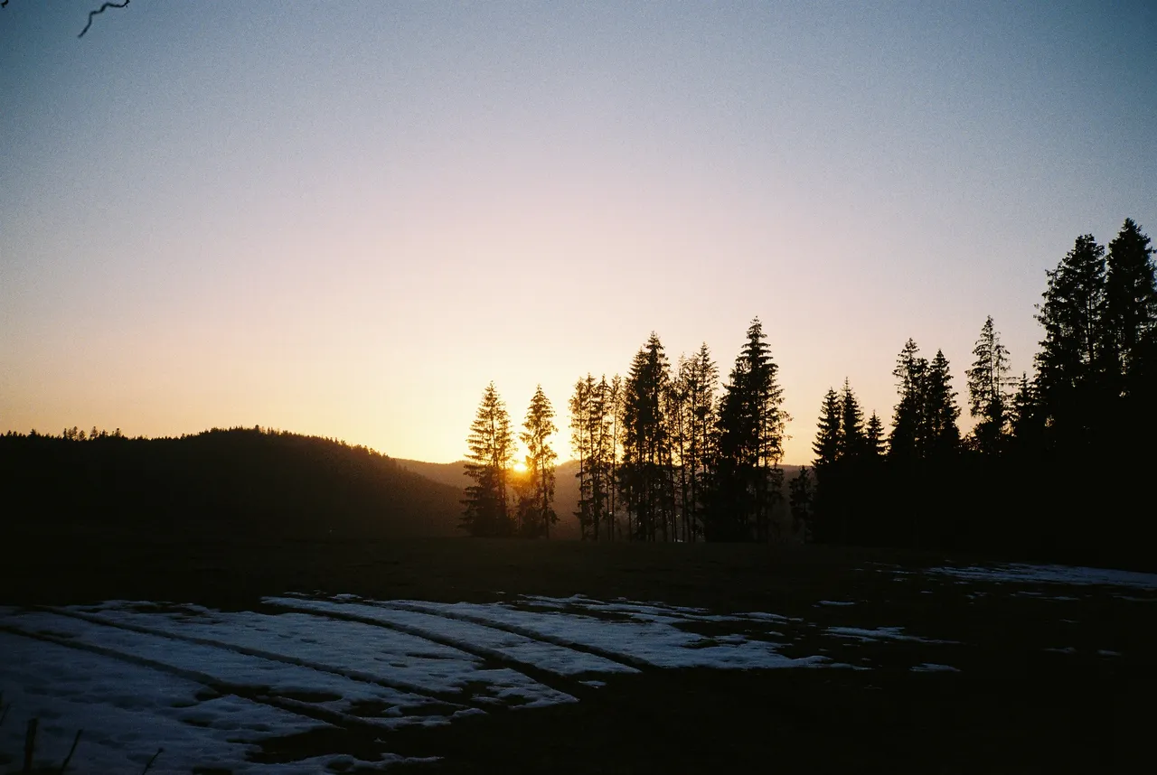 Sunset behind fir trees in the Black Forest